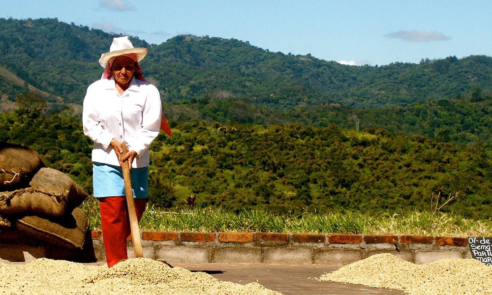 A guide to coffee growing in India, Indonesia and Vietnam - Brown Bear Coffee