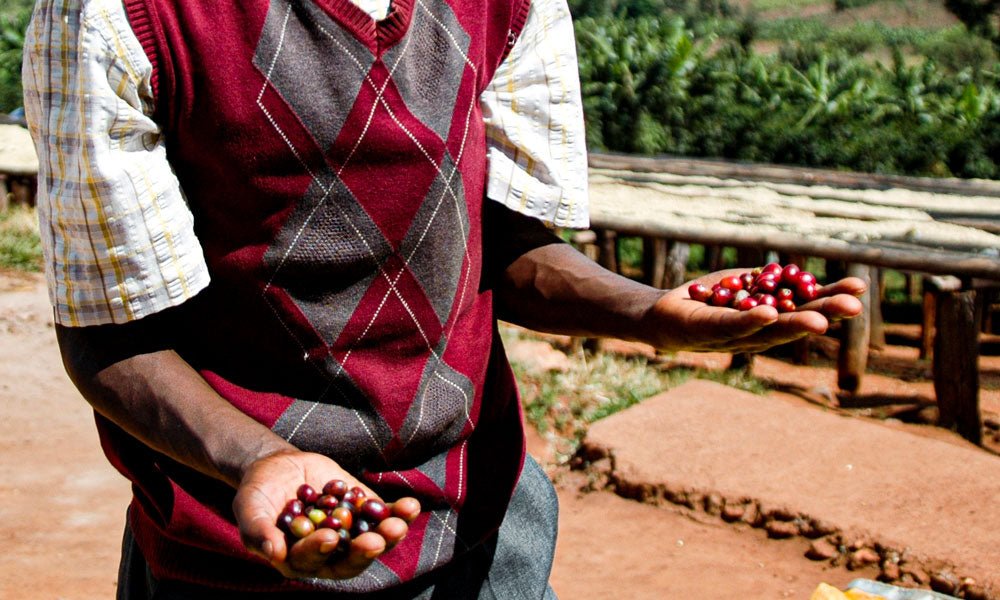A little guide to African coffee - Brown Bear Coffee