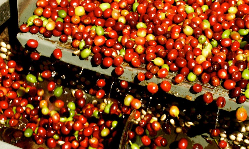 How is coffee made? - Brown Bear Coffee