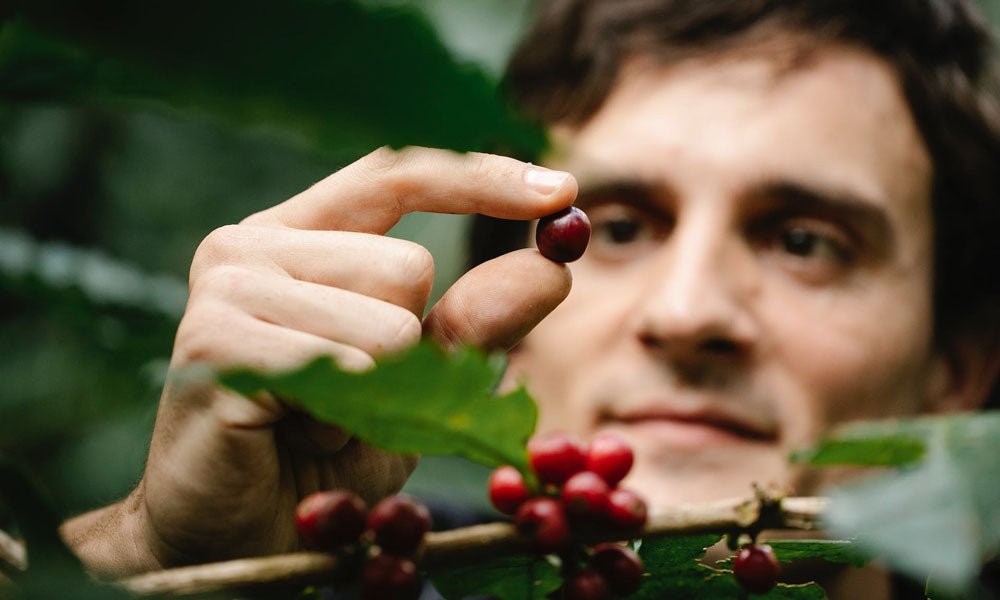 What is coffee? How is coffee grown? Where is coffee grown? - Brown Bear Coffee