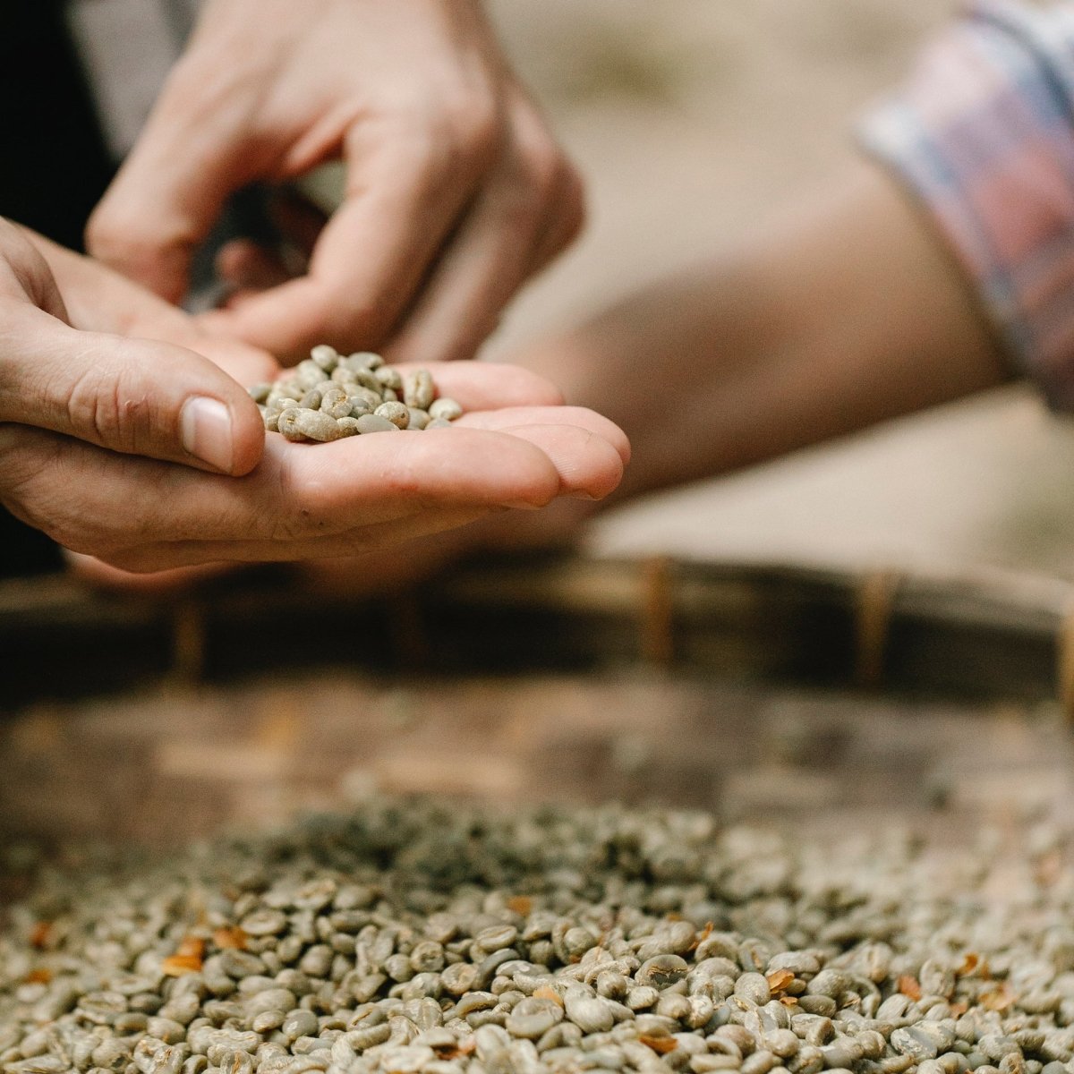 Green Coffee - Brown Bear Coffee