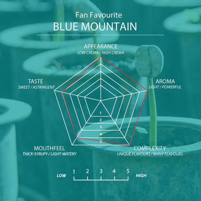 Blue Mountain Coffee Bags, Strength 3, Medium Roast - Brown Bear Coffee