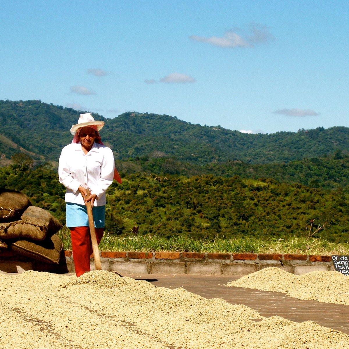 Breakfast Blend Coffee, Strength 1, Light Roast - Brown Bear Coffee