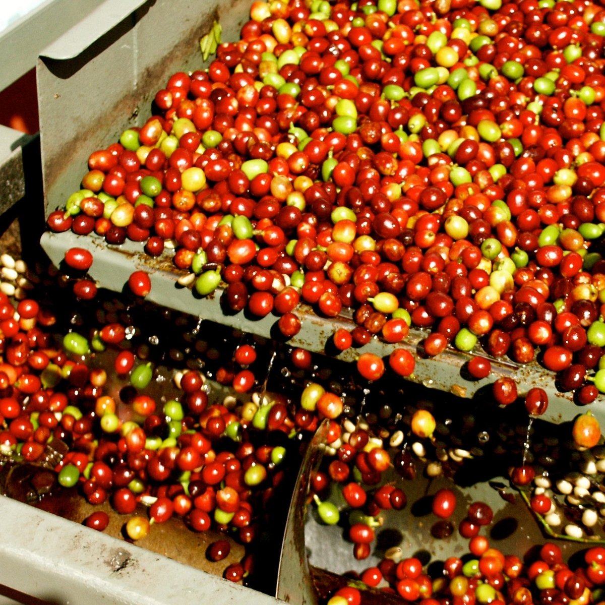 Cool Brazil Swiss Water Decaf Coffee, Strength 3, Medium Roast - Brown Bear Coffee