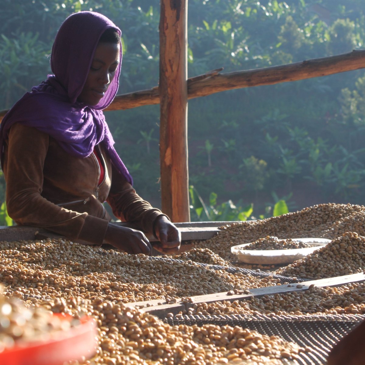 Cub Espresso Coffee, Strength 4, Medium Dark Roast - Brown Bear Coffee