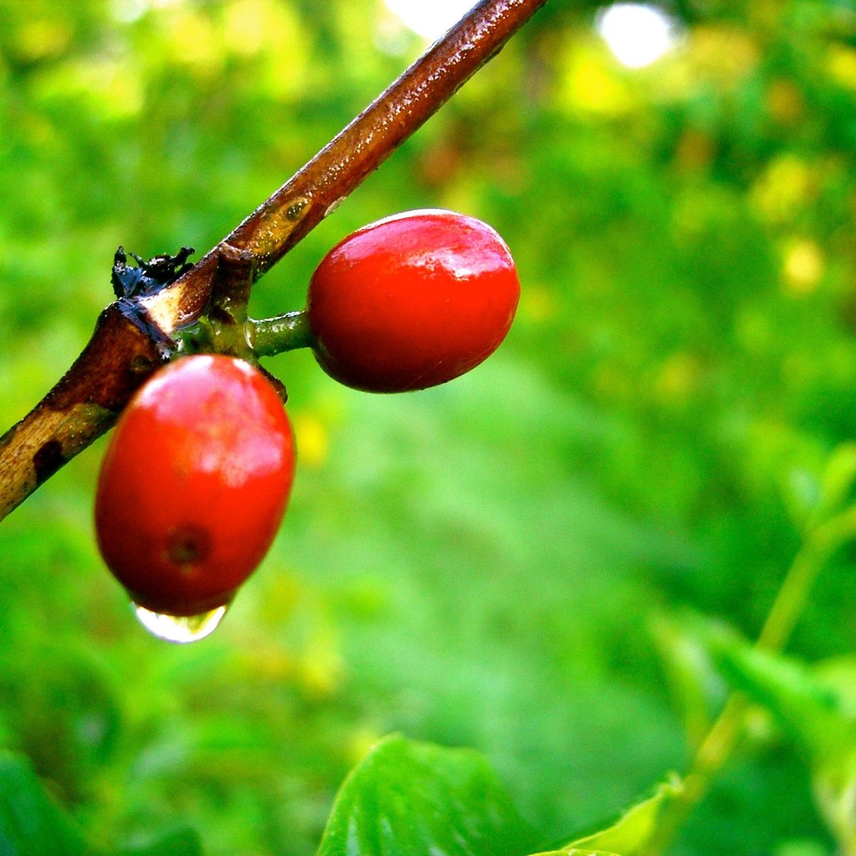 Mambo Italiano Espresso Coffee, Strength 5, Dark Roast - Brown Bear Coffee