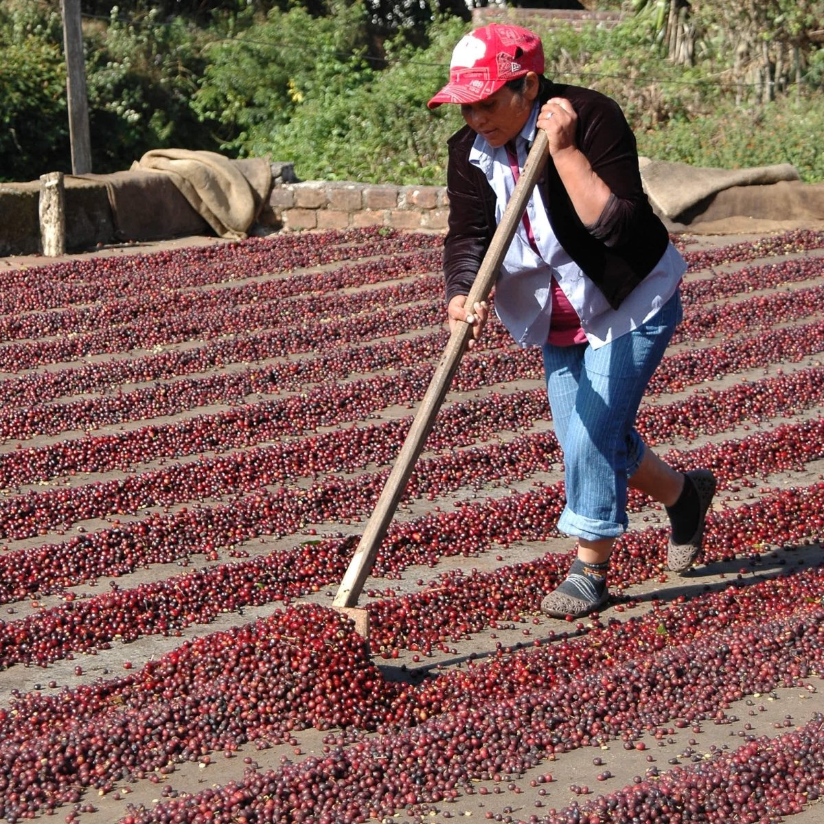 New Latin Espresso Coffee, Strength 5, Dark Roast - Brown Bear Coffee