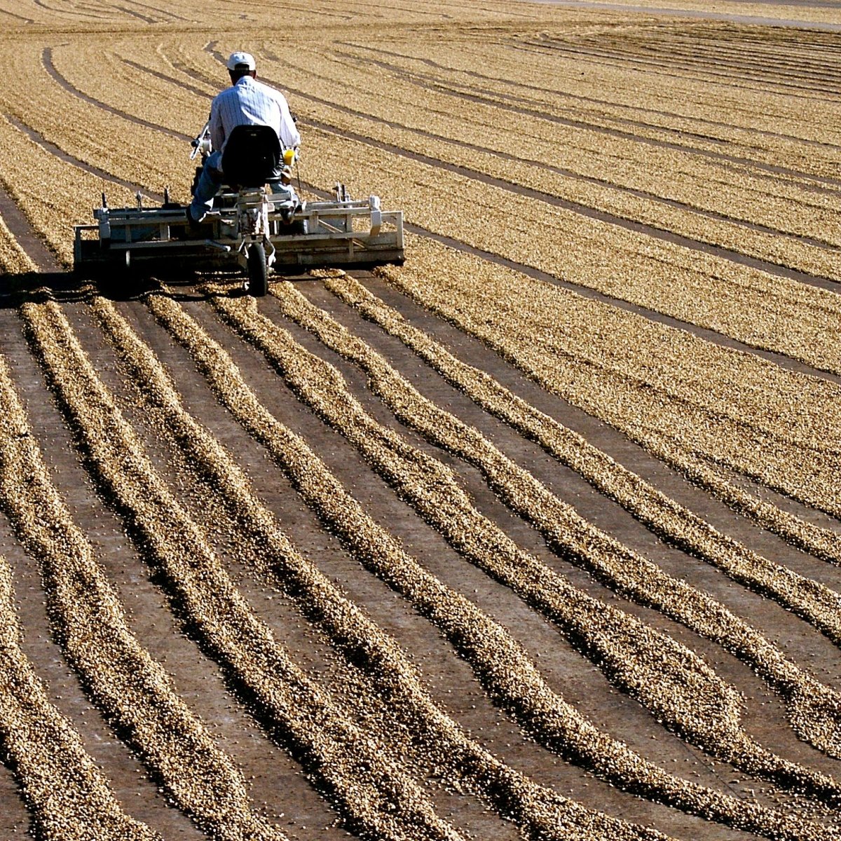Sweet Brazil Coffee, Strength 2, Medium Roast - Brown Bear Coffee